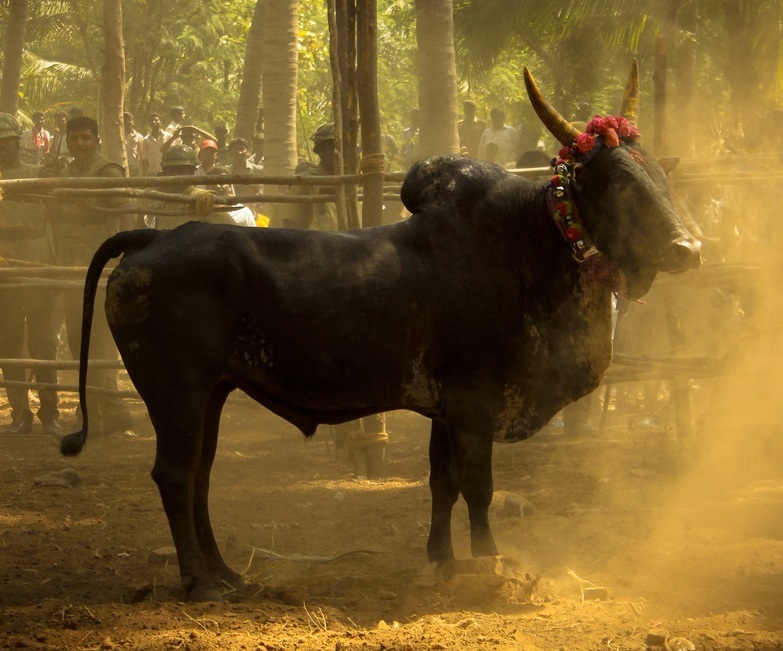 மஞ்சு விரட்டு